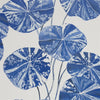 Brahmi Cobalt