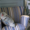 John Derian Hatches Harbor Indigo