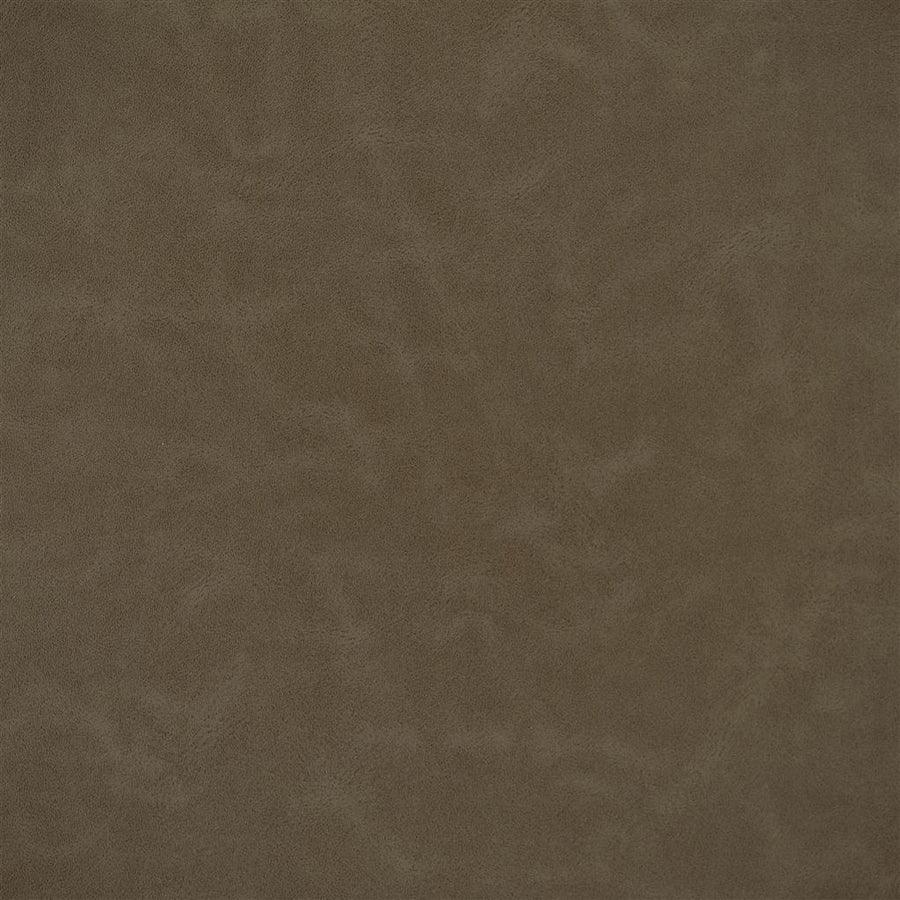 Matara Lucida - Pinecone