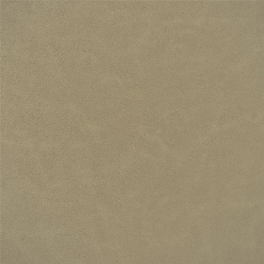 Matara Lucida - Biscuit