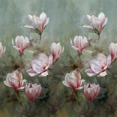 Yulan Magnolia