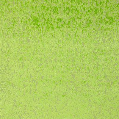 Torlonia - Leaf