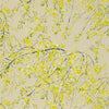 Plum Blossom - Acacia