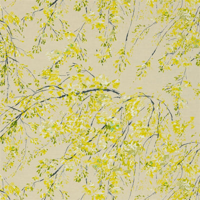 Plum Blossom - Acacia