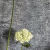 Designers Guild Cerato - Indigo