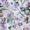 Tulipa Stellata - Violet