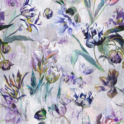 Tulipa Stellata - Violet