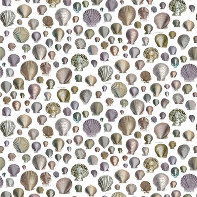Captain Thomas Browns Shells - Oyster