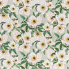 Paeonia Albiflora - Celadon