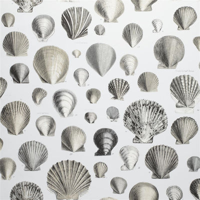 Captain Thomas Browns Shells Pearl