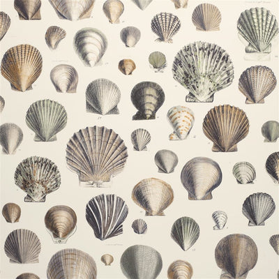 Captain Thomas Browns Shells Oyster