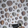 John Derian Captain Thomas Browns Shells Pearl