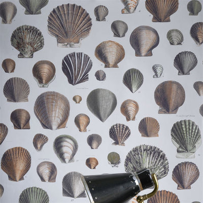 John Derian Captain Thomas Browns Shells Pearl